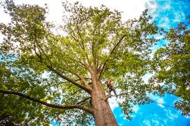 Best Stump Grinding and Removal  in Houston, TX