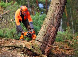 Best Seasonal Cleanup (Spring/Fall)  in Houston, TX