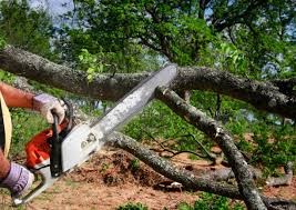 Best Root Management and Removal  in Houston, TX