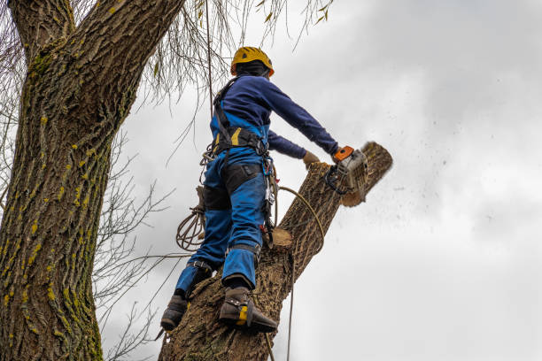 Best Tree Mulching  in Houston, TX