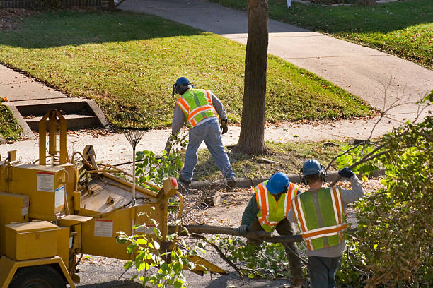 Best Tree Removal  in Houston, TX