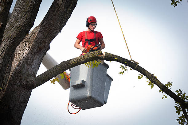 Best Fruit Tree Pruning  in Houston, TX