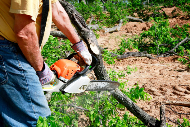 Houston, TX Tree Care Services Company